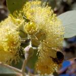 Apis mellifera on Round-leaved Mallee (Eucalyptus orbifolia), Alice Springs NT
