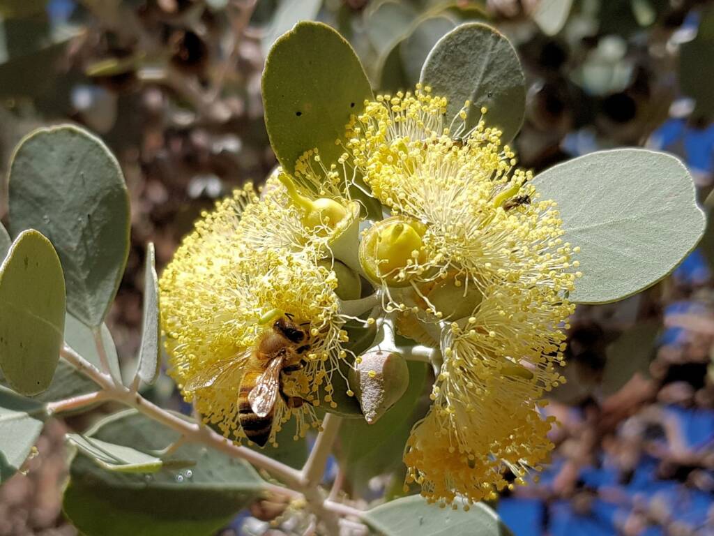 Apis mellifera on Round-leaved Mallee (Eucalyptus orbifolia), Alice Springs NT
