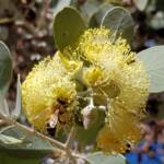 Apis mellifera on Round-leaved Mallee (Eucalyptus orbifolia), Alice Springs NT