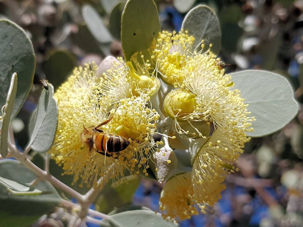 Apis mellifera on Round-leaved Mallee (Eucalyptus orbifolia), Alice Springs NT