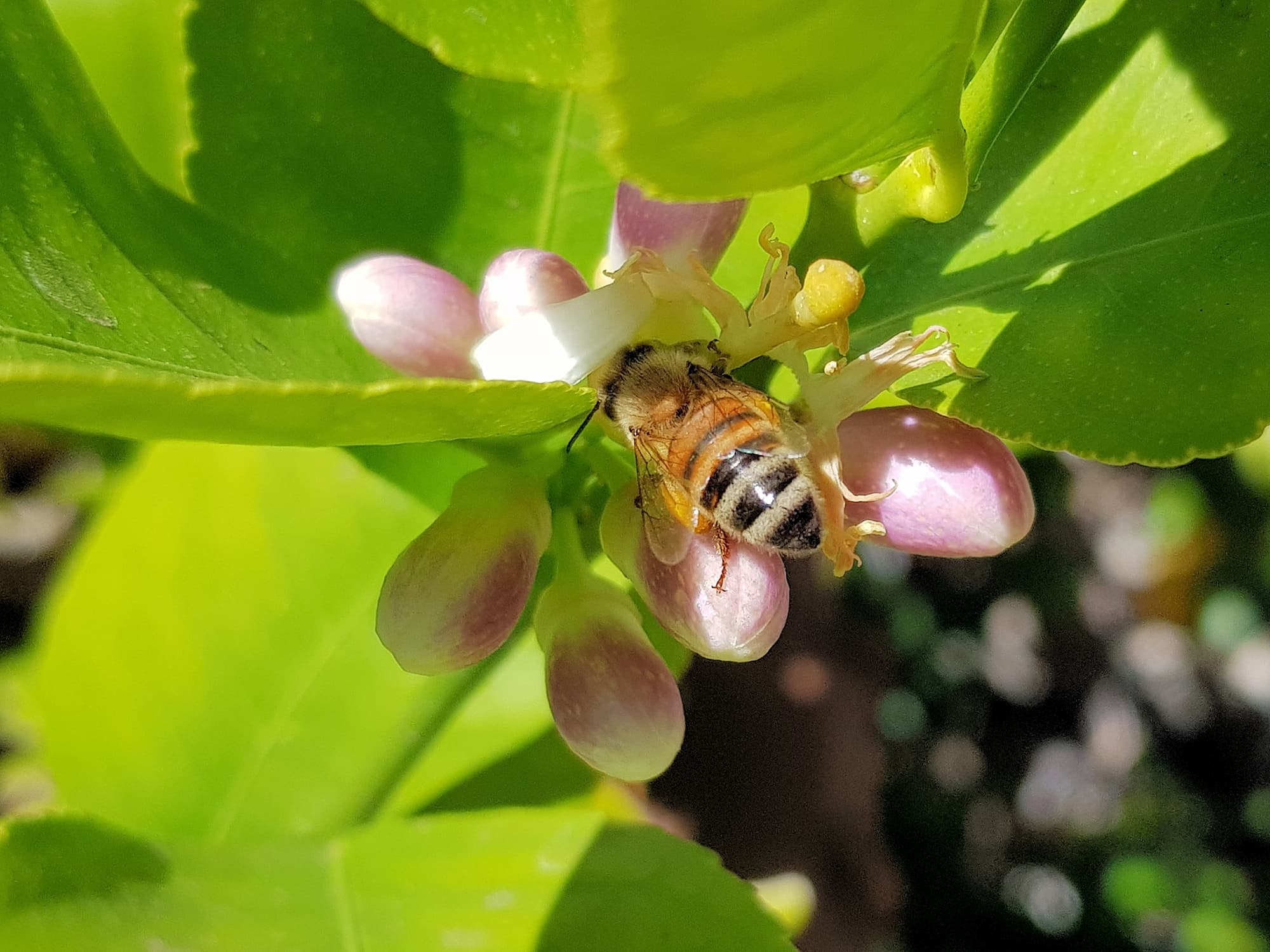 European Honey Bee (Apis mellifera) on lemon blossoms (genus Citrus), Alice Springs NT