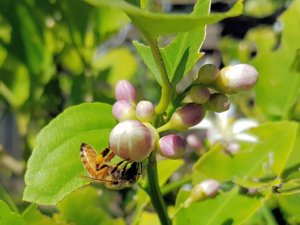 European Honey Bee (Apis mellifera) on lemon blossoms (genus Citrus), Alice Springs NT