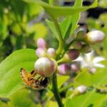European Honey Bee (Apis mellifera) on lemon blossoms (genus Citrus), Alice Springs NT