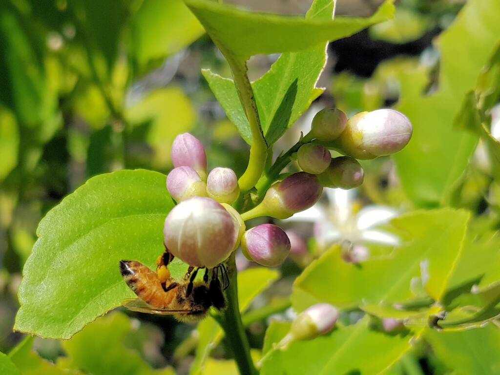 European Honey Bee (Apis mellifera) on lemon blossoms (genus Citrus), Alice Springs NT