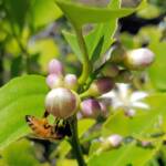 European Honey Bee (Apis mellifera) on lemon blossoms (genus Citrus), Alice Springs NT