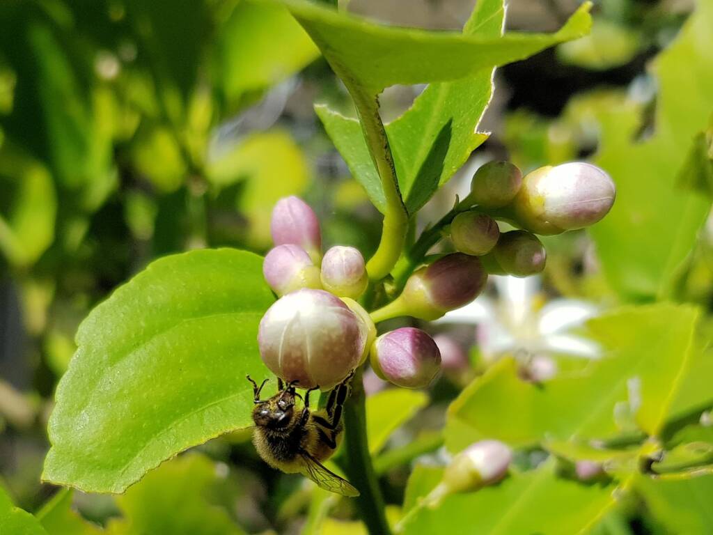 European Honey Bee (Apis mellifera) on lemon blossoms (genus Citrus), Alice Springs NT