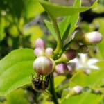 European Honey Bee (Apis mellifera) on lemon blossoms (genus Citrus), Alice Springs NT