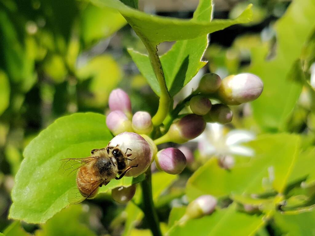 European Honey Bee (Apis mellifera) on lemon blossoms (genus Citrus), Alice Springs NT