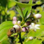 European Honey Bee (Apis mellifera) on lemon blossoms (genus Citrus), Alice Springs NT