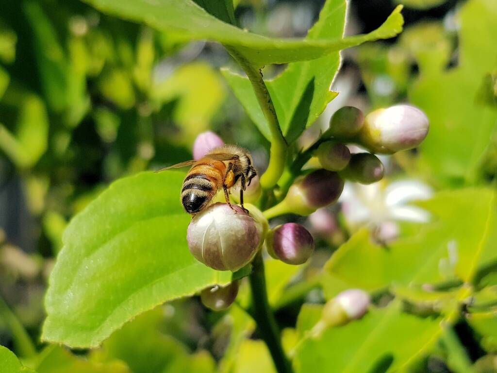 European Honey Bee (Apis mellifera) on lemon blossoms (genus Citrus), Alice Springs NT