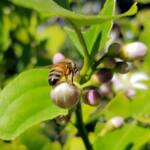 European Honey Bee (Apis mellifera) on lemon blossoms (genus Citrus), Alice Springs NT