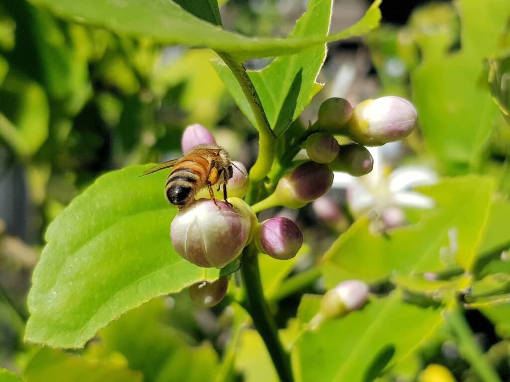 European Honey Bee (Apis mellifera) on lemon blossoms (genus Citrus), Alice Springs NT