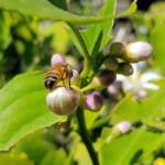 European Honey Bee (Apis mellifera) on lemon blossoms (genus Citrus), Alice Springs NT