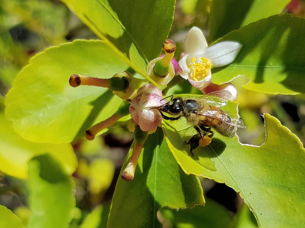 European Honey Bee (Apis mellifera) on lemon blossoms (genus Citrus), Alice Springs NT