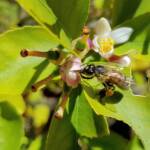 European Honey Bee (Apis mellifera) on lemon blossoms (genus Citrus), Alice Springs NT