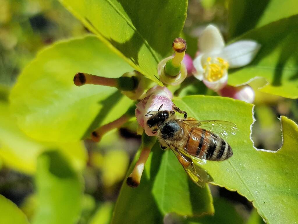 European Honey Bee (Apis mellifera) on lemon blossoms (genus Citrus), Alice Springs NT