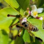 European Honey Bee (Apis mellifera) on lemon blossoms (genus Citrus), Alice Springs NT
