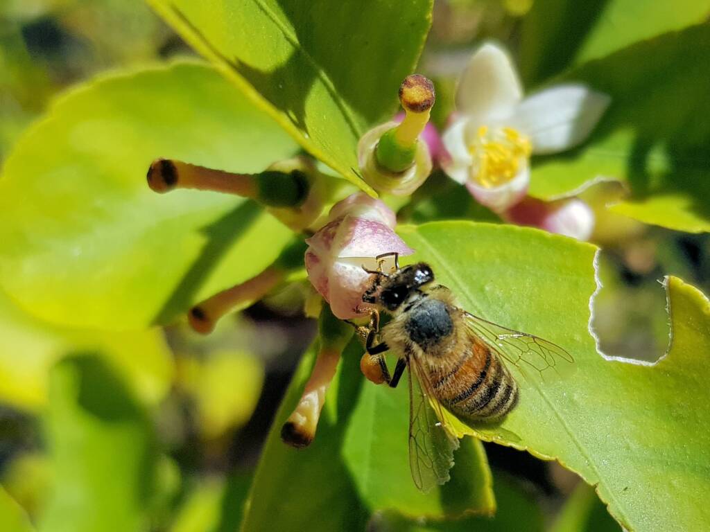 European Honey Bee (Apis mellifera) on lemon blossoms (genus Citrus), Alice Springs NT