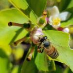 European Honey Bee (Apis mellifera) on lemon blossoms (genus Citrus), Alice Springs NT