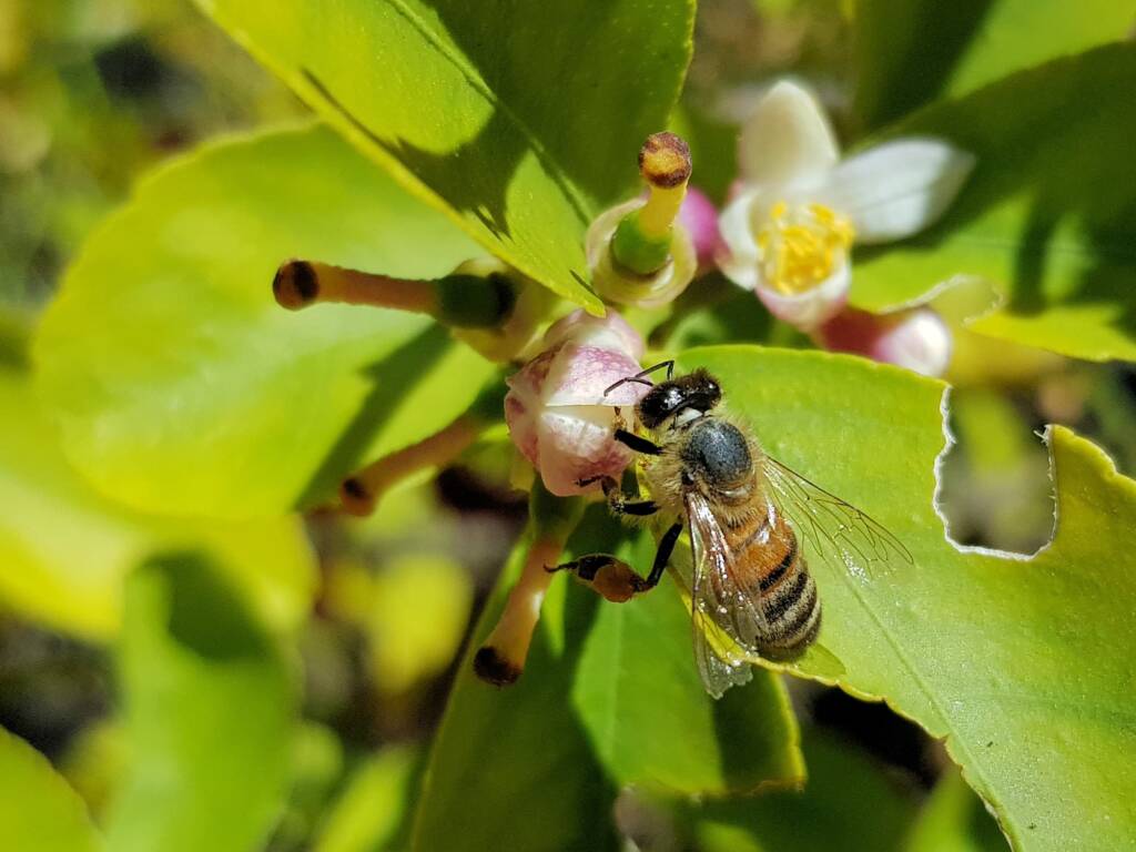 European Honey Bee (Apis mellifera) on lemon blossoms (genus Citrus), Alice Springs NT