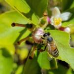 European Honey Bee (Apis mellifera) on lemon blossoms (genus Citrus), Alice Springs NT