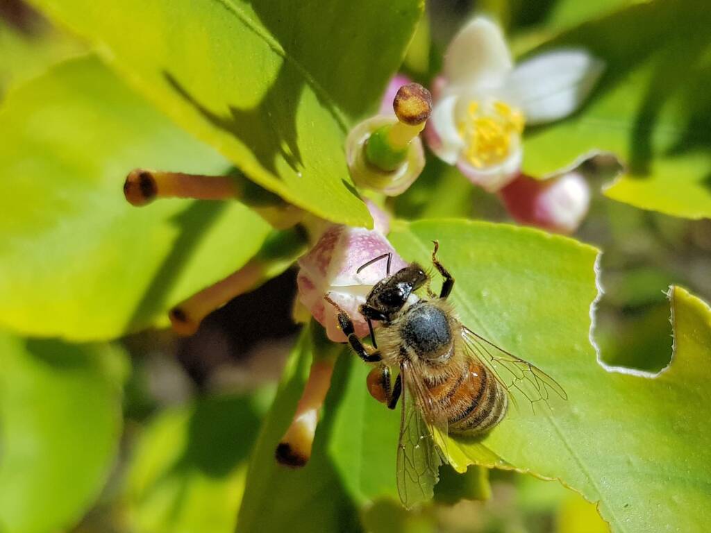European Honey Bee (Apis mellifera) on lemon blossoms (genus Citrus), Alice Springs NT