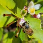 European Honey Bee (Apis mellifera) on lemon blossoms (genus Citrus), Alice Springs NT