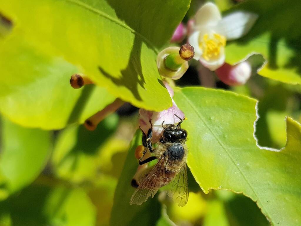 European Honey Bee (Apis mellifera) on lemon blossoms (genus Citrus), Alice Springs NT