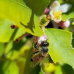 European Honey Bee (Apis mellifera) on lemon blossoms (genus Citrus), Alice Springs NT