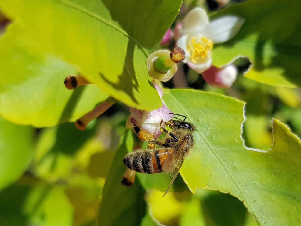 European Honey Bee (Apis mellifera) on lemon blossoms (genus Citrus), Alice Springs NT