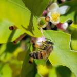 European Honey Bee (Apis mellifera) on lemon blossoms (genus Citrus), Alice Springs NT