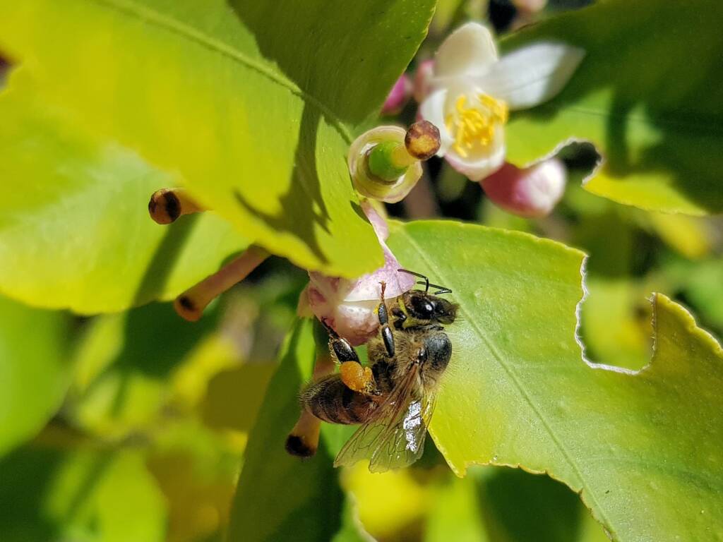 European Honey Bee (Apis mellifera) on lemon blossoms (genus Citrus), Alice Springs NT