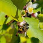 European Honey Bee (Apis mellifera) on lemon blossoms (genus Citrus), Alice Springs NT