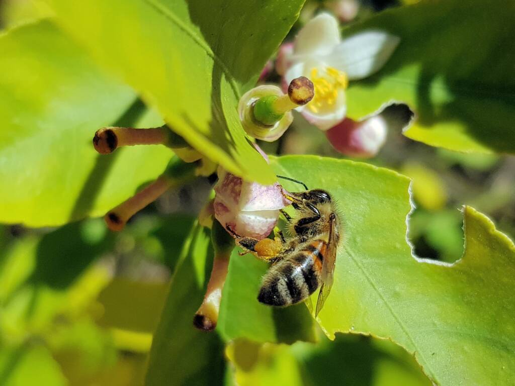 European Honey Bee (Apis mellifera) on lemon blossoms (genus Citrus), Alice Springs NT