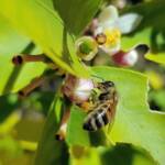 European Honey Bee (Apis mellifera) on lemon blossoms (genus Citrus), Alice Springs NT