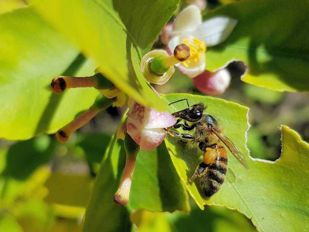 European Honey Bee (Apis mellifera) on lemon blossoms (genus Citrus), Alice Springs NT