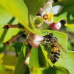 European Honey Bee (Apis mellifera) on lemon blossoms (genus Citrus), Alice Springs NT