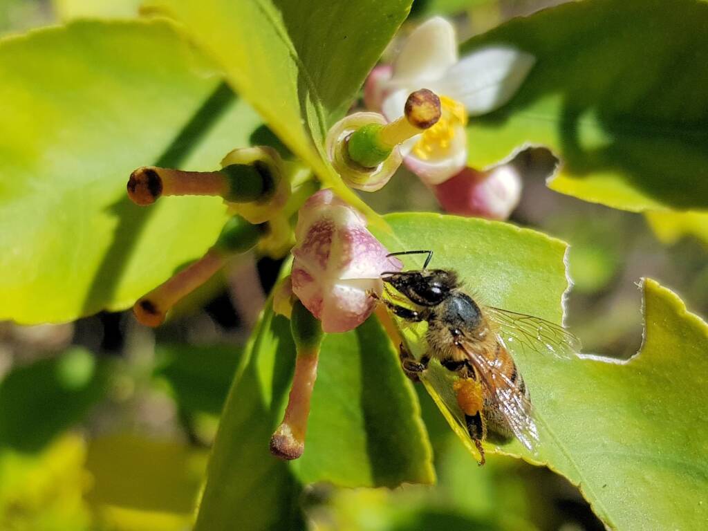European Honey Bee (Apis mellifera) on lemon blossoms (genus Citrus), Alice Springs NT