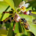 European Honey Bee (Apis mellifera) on lemon blossoms (genus Citrus), Alice Springs NT