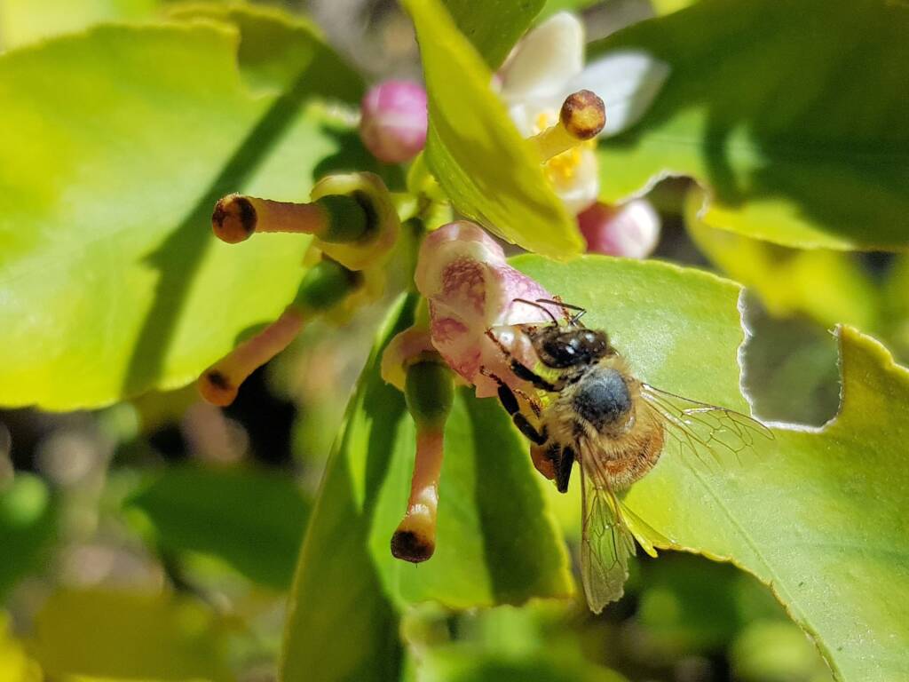 European Honey Bee (Apis mellifera) on lemon blossoms (genus Citrus), Alice Springs NT