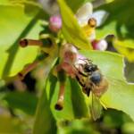 European Honey Bee (Apis mellifera) on lemon blossoms (genus Citrus), Alice Springs NT