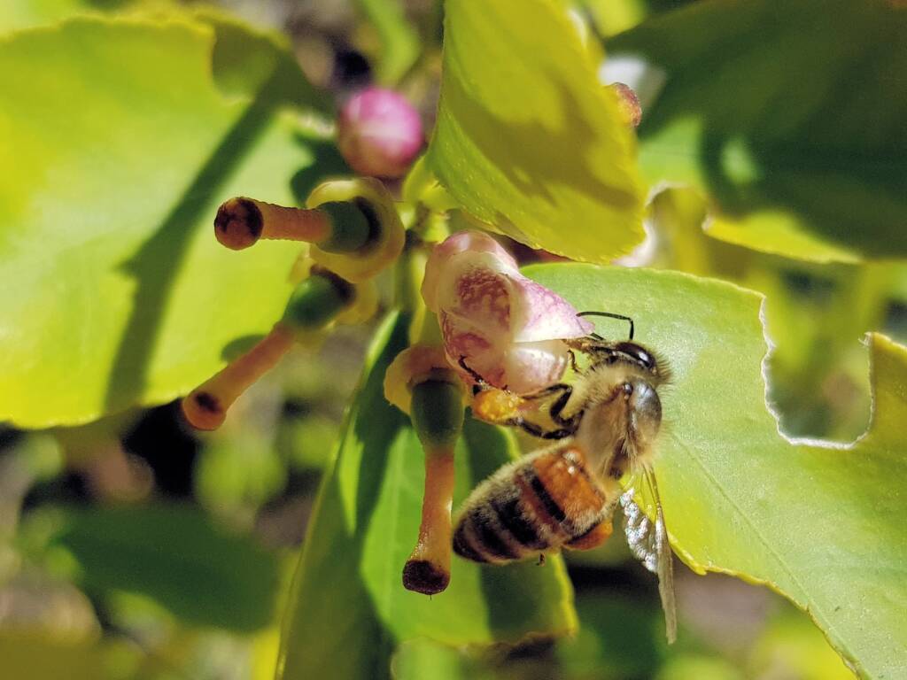 European Honey Bee (Apis mellifera) on lemon blossoms (genus Citrus), Alice Springs NT