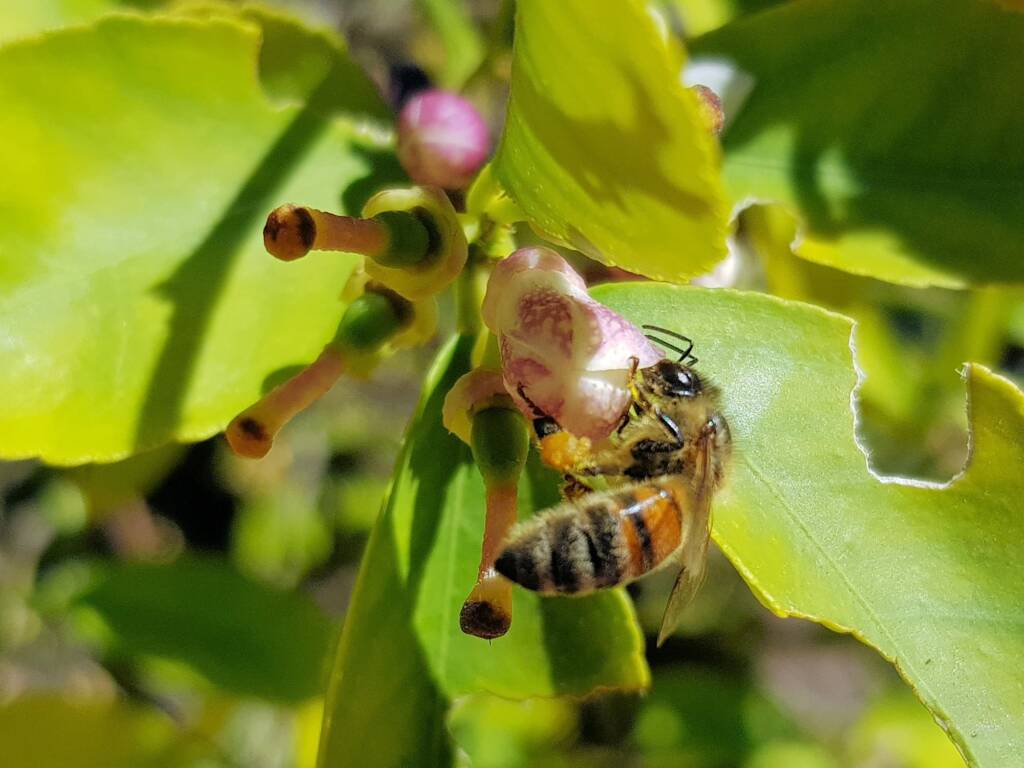 European Honey Bee (Apis mellifera) on lemon blossoms (genus Citrus), Alice Springs NT