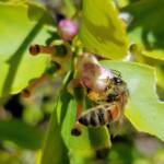 European Honey Bee (Apis mellifera) on lemon blossoms (genus Citrus), Alice Springs NT