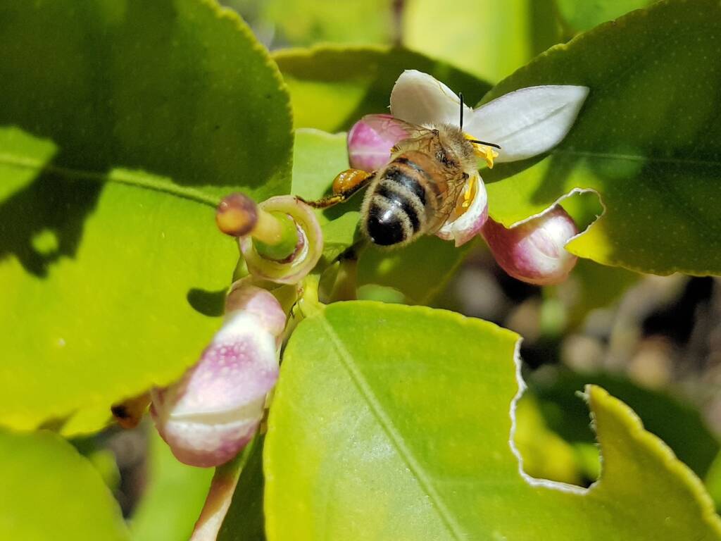 European Honey Bee (Apis mellifera) on lemon blossoms (genus Citrus), Alice Springs NT