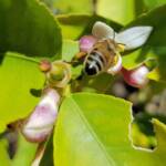 European Honey Bee (Apis mellifera) on lemon blossoms (genus Citrus), Alice Springs NT