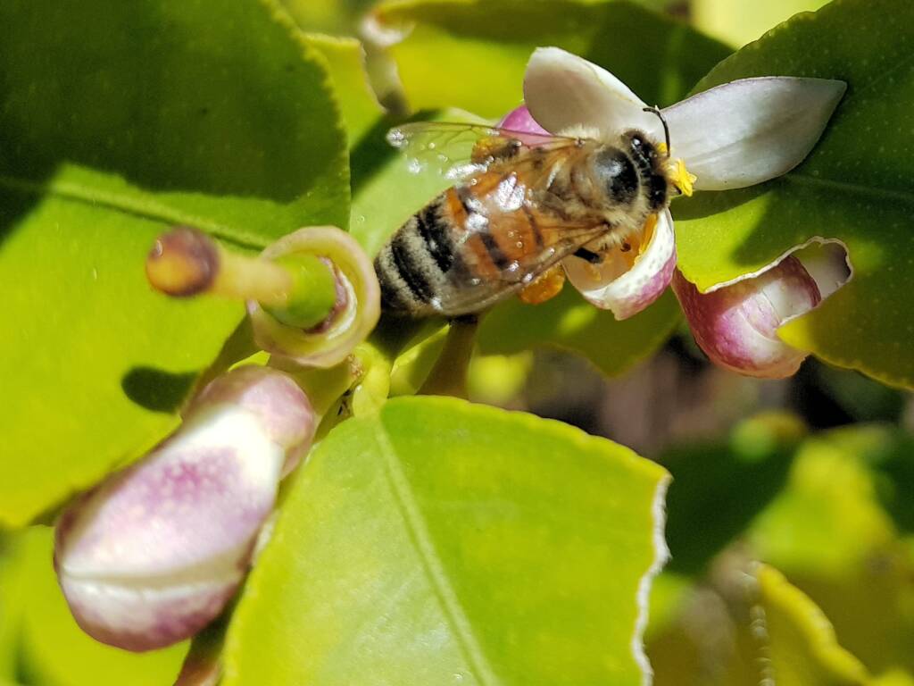 European Honey Bee (Apis mellifera) on lemon blossoms (genus Citrus), Alice Springs NT