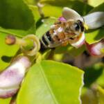 European Honey Bee (Apis mellifera) on lemon blossoms (genus Citrus), Alice Springs NT