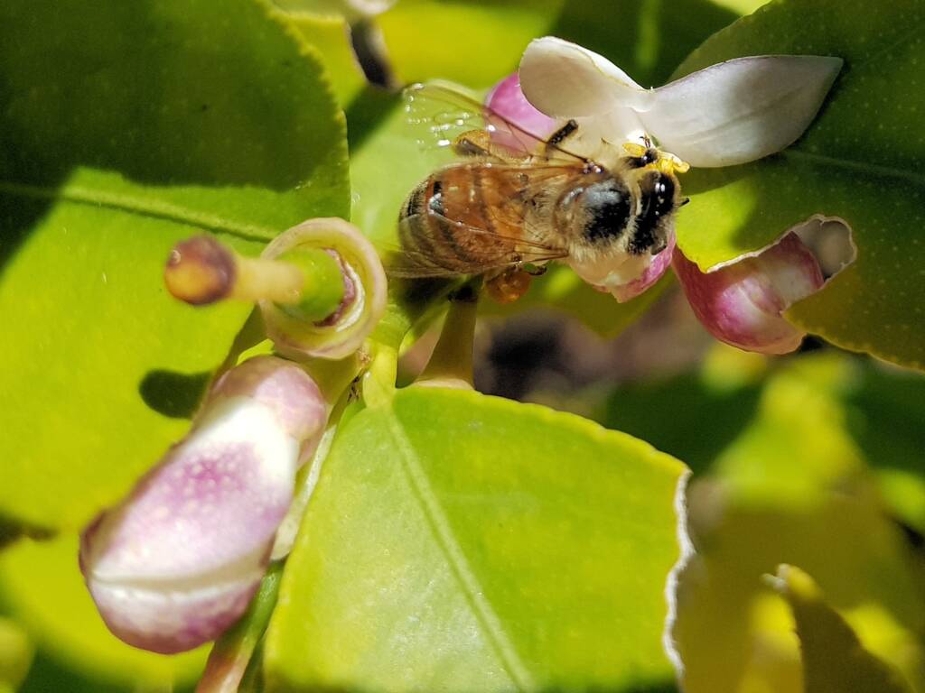 European Honey Bee (Apis mellifera) on lemon blossoms (genus Citrus), Alice Springs NT