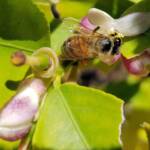 European Honey Bee (Apis mellifera) on lemon blossoms (genus Citrus), Alice Springs NT